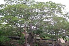 Shorea tumbuggaia